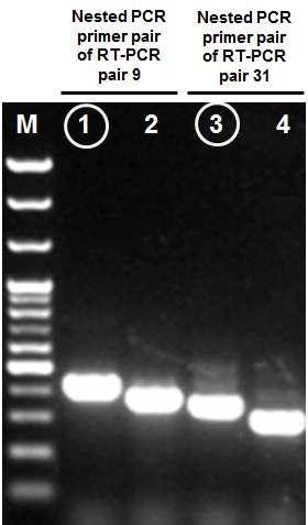Lee et al: Development of Diagnostic System for Detecting Tomato ringspot virus in Quarantine 69 Fig. 5.