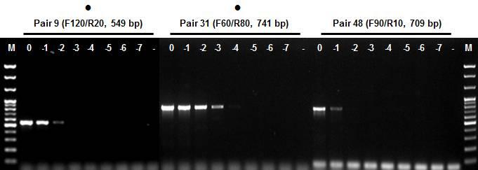 2 Nested PCR 프라이머선발 ToRSV의 nested PCR 프라이머를선발하기위하여 RT-PCR 조합9와 31로부터증폭할수있는조합 9-1(ToRSV F130/R30, 439bp), 조합9-2(ToRSV F130/R40, 389bp) 와조합31-1(ToRSV F90/R70, 363bp) 및조합31-2(ToRSV F100/R70, 312bp)