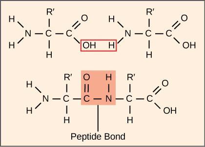 펩타이드결합 (peptide bond)
