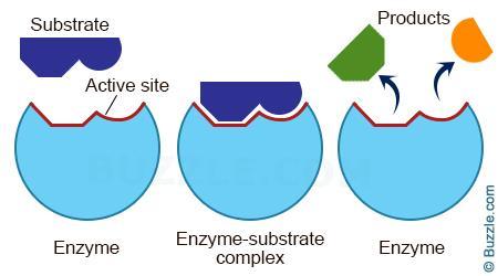 효소 (Enzymes) 화학반응에서반응속도를빠르게하는단백질 (