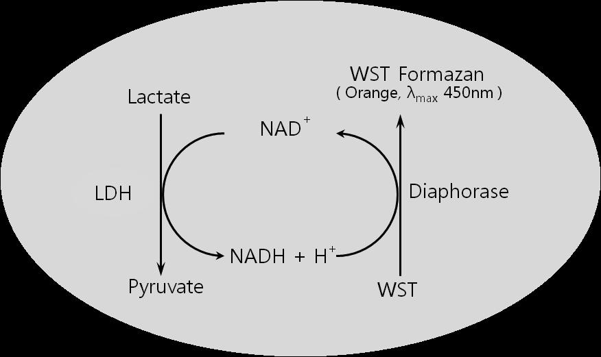 Product Description Apoptosis 혹은 necrosis등에의하여죽거나손상된세포에서방출되는 Lactate dehydrogenase(ldh) 의양을고감도로측정함으로써 cytotoxicity/cytolysis를간단하게측정할수있는 kit 입니다.