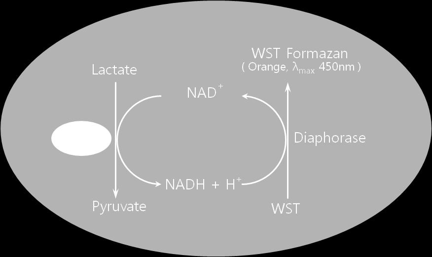 Lactate dehydrogenase(ldh) 는세포질에존재하는 stable enzyme으로통상적으로는세포막을통과하지못하여세포밖으로배출되지않으나, 세포막이손상되거나세포가죽는경우배지중으로방출됩니다. 그렇기때문에배지중의 LDH양은죽거나혹은상해를입은세포의수와비례하게됩니다.