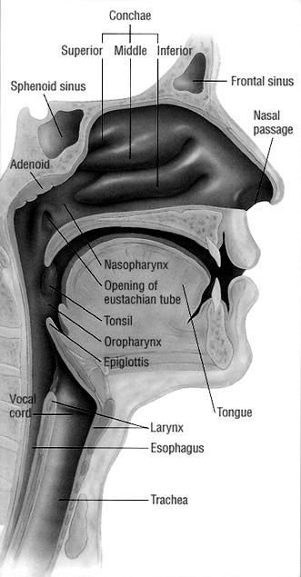 3) 성문하부 (Subglottis) 8. 기관 (Trachea) 및기관지 (Bronchus) 9. 식도 (Esophagus) 10.