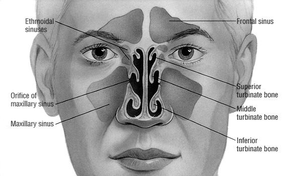 침샘 (Salivary gland) 1) 이하선 (Parotid gland) 2) 악하선 (Submandibular gland) 3) 설하선 (Sublingual gland) 4) 기타침샘 (Minor