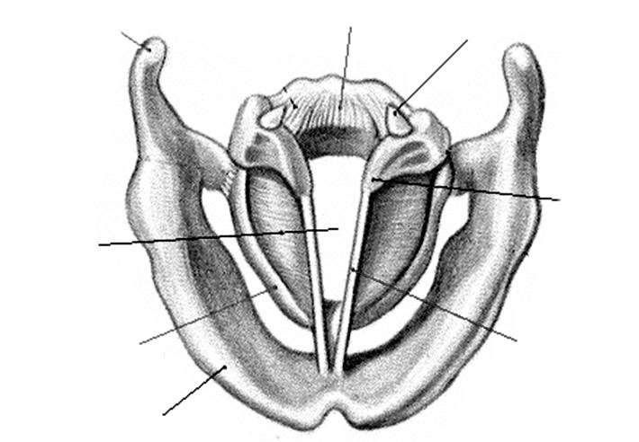 cartilage) 등으로이루어져있다. 연골들은서로연결되어있는후두근육, 인대, 그리고막들에의해움직인다. 갑상연골과윤상연골, 그리고피열연골의대부분은초자연골 hyaline cartilage 로이루어져있는데, 갑상연골은 25 세를전후하여점차적으로석회화되기시작한다.