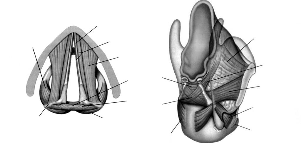 Figure 9. Intrinsic muscles of larynx. 구인두의생리 1. 생체보호작용 2. 호흡기류의통로 3. 공명작용 4.