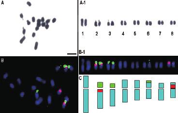 rdna signal이염색체 8번에서관찰되었고,