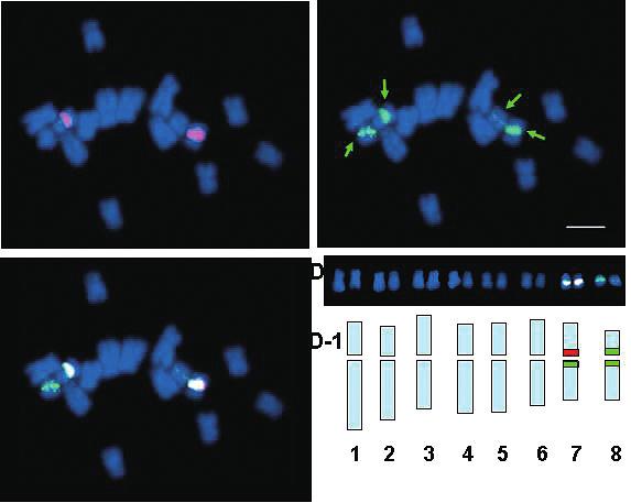 그림 6-4. 제주황기체세포중기염색체의 Bicolor-FISH patterns.