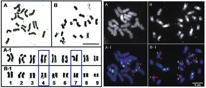 3) 다릅나무염색체특성 제주특산산림유전자원솔비나무의염색체특성과비교를위한조사 ( 그림 6-5) 그림 6-6. 다릅나무속의염색체 (A and A-1, M. fauriei B and B-1, M. amurensis. Bar, 5 μm.) 와 Bicolor FISH 패턴 (A, M. fauriei B, M. amurensis. Bicolor FISH using both 5S (red) and 45S (green) rdna genes.