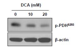 Combination effect of DCA and S6K1 inhibition on cell