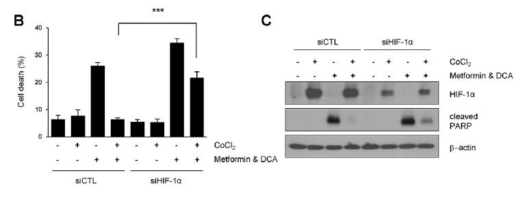 Resistance to DCA/metformininduced cell death