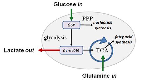 Some of the most striking changes of tumor cellular bioenergetics Elevation of glucose uptake and glycolysis rate Increase in