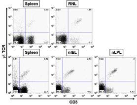 γδ T cells are localized mainly in the epithelia, react with MICA and/or MICB and CD1+ tumor or antigen-presenting cells (APCs) and secrete interferon γ (IFNγ) and tumor necrosis factor α (TNF-α).