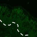 인체코점막의 γδ T 세포 인체정상코점막상피세포점막상피및 lamina propria 에존재하는 nasal resident γδ T 세포의발현을면역형광염색법으로조사하여상피및 lamina propria 에상재하는인체코점막 γδ T 세포를발견할수있었다 (Fig. 8).