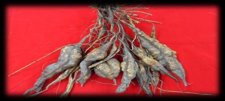 4. 재배적지 서늘한기후조건에서덩이뿌리의비대가잘되며,