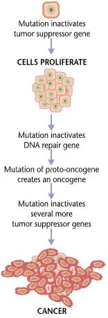 암의발생기작 특정세포내의 cancer suppression gene ( 암억제유전자 ) 에돌연변이가생겨기능을하지못하게됨 이세포가증식됨 DNA repair