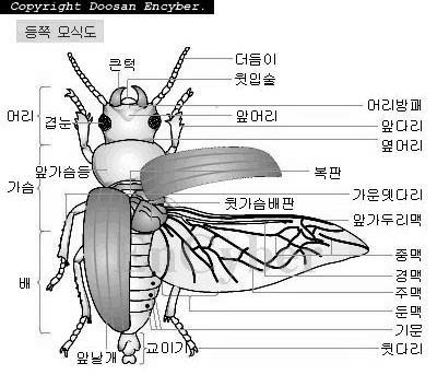 조작마커의기능특정부위를선택하면명칭이나쓰임을알려주는방식줌기능을사용하여확대하여보여줄수있음날개의움직임등을보여줄수있는동작기능을활용울음소리등의소리정보도제공할수있음 4 고려사항 : 사실적인표현이중요함.