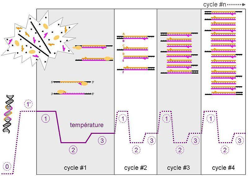 PCR(Polymerase Chain