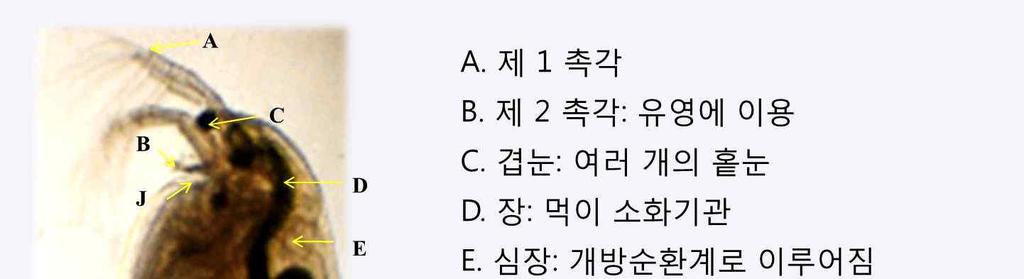 2. 생태독성관리제도생태독성관리제도는산업폐수방류수에소형갑각류인물벼룩을넣고생태독성여부를측정하여하