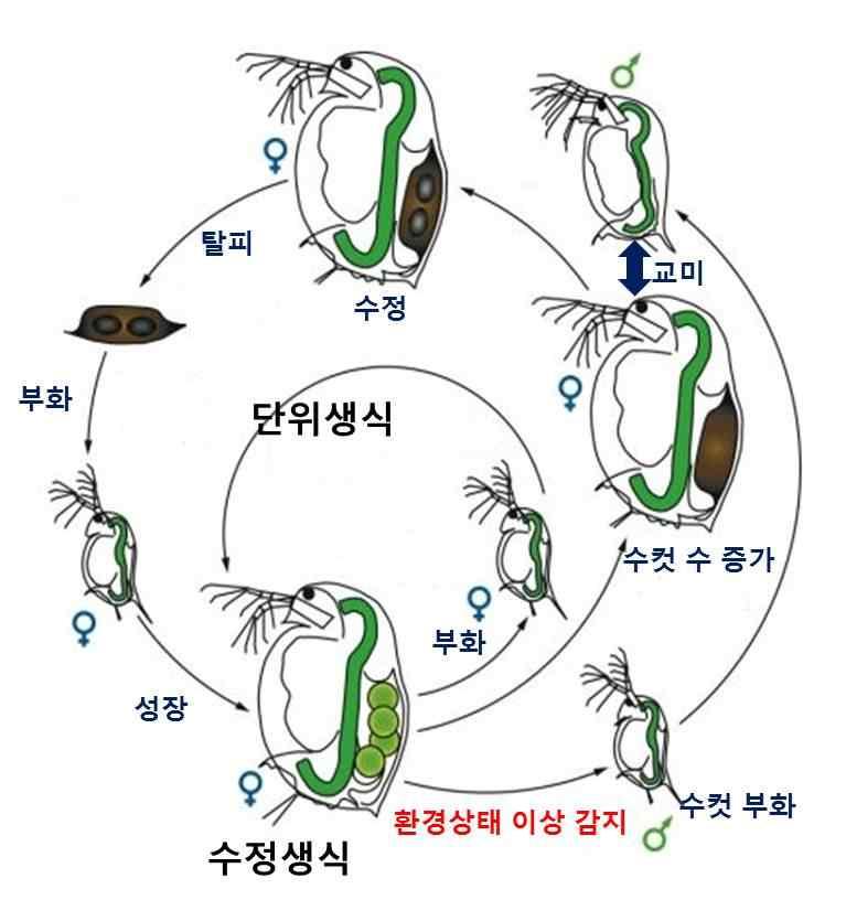 다. 20 조건에서하루보통 6 ~ 10개의알을가지며 50일동안 57개정도의알을낳는다. 그러나온도가상승하게되면유충부화량은증가하며성충의생존기간은짧아진다. 반대로온도가낮아지면유충부화량은감소하며성충의생존기간은길어진다.