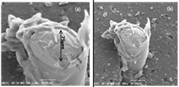 근래에는전도성고분자 (inherently conductive polymer) 의활용에대한관심이증가하고있다. 대표적으로폴리피롤 (polypyrrole), 폴리아닐린 (polyaniline) 이있으며, 이들고분자를용융방사하거나혹은일반원사에코팅함으로써전도사를생산할수있다.