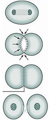 2-2. 세포주기 (Cont.) 3. 세포질분열 (cytokinesis) 세포분열시핵분열에이어생기는세포질의분열.