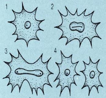2-1. 세포분열 무사분열 (amitosis) 염색체나방추체가형성되지않고핵이아령모양으로 길어지면서그대로끊어지는분열법 유사분열 (mitosis) 무사분열 ( 쥐힘줄세포 ) 진핵세포핵의기본적인분열형식 ( 유사분열은중심체의유무, 방추체와염색체의상대위치에따라 ) 분류 유사분열은체세포의유사분열과감수분열로나뉨,