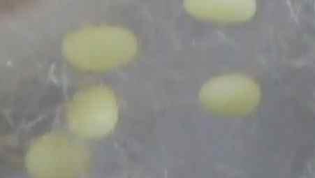 4 ( 화면 ) 노란누에알확대 색변한알 ( 자막 ) 누에알 ( 내레이션 ) 누에알은폭 1mm, 길이