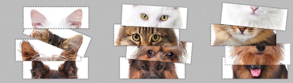 3 모양이 비슷한 부분(귀, 눈, 코/입)끼리 모아봅니다. 4 잘라진 조각에서 고양이와 개의 특징을 정리하고 비교합니다.