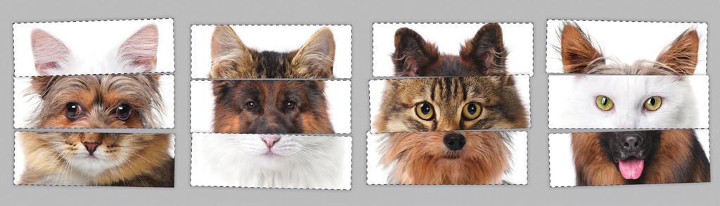 가능한 다양한 사진을 만든 다음 고양이입니까? 라는 질문에 1~10점까지 점수를 매겨보세요.