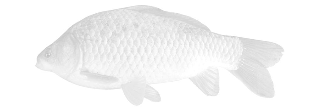 채널메기 (Channel catfish) 생식선자극호르몬 (HCG) 체중 g당 2IU 를증류수또는식염수에녹여서배지느러미바로뒤의측선과등지느러미사이에근육주사 - 19.