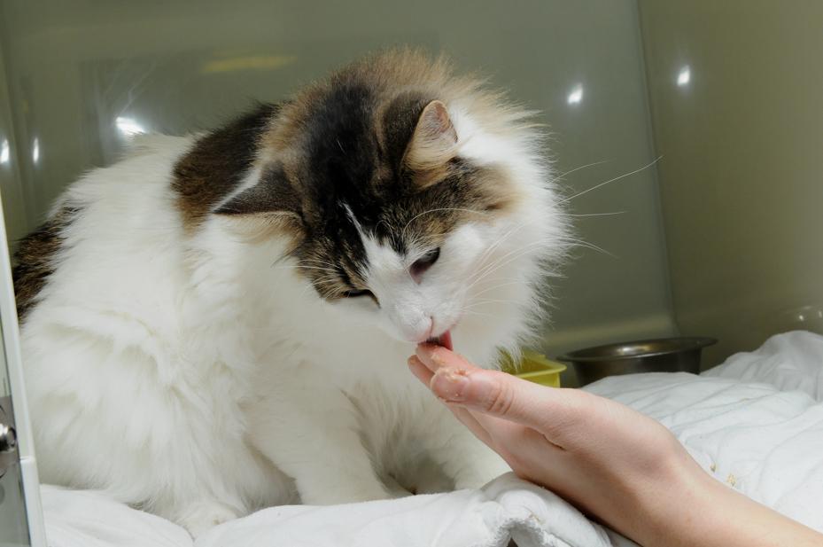 Cat Friendly Clinic 고양이 친화 동물병원 고양이 사료 바꾸기 고양이 사료를 바꾸는 이유는 무엇인가요? 동물병원을 방문 한 후, 고양이에게 특별한 사료를 먹여야 하는 경우가 있 습니다. 이것은 다음과 같은 경우에 도움이 됩니다.