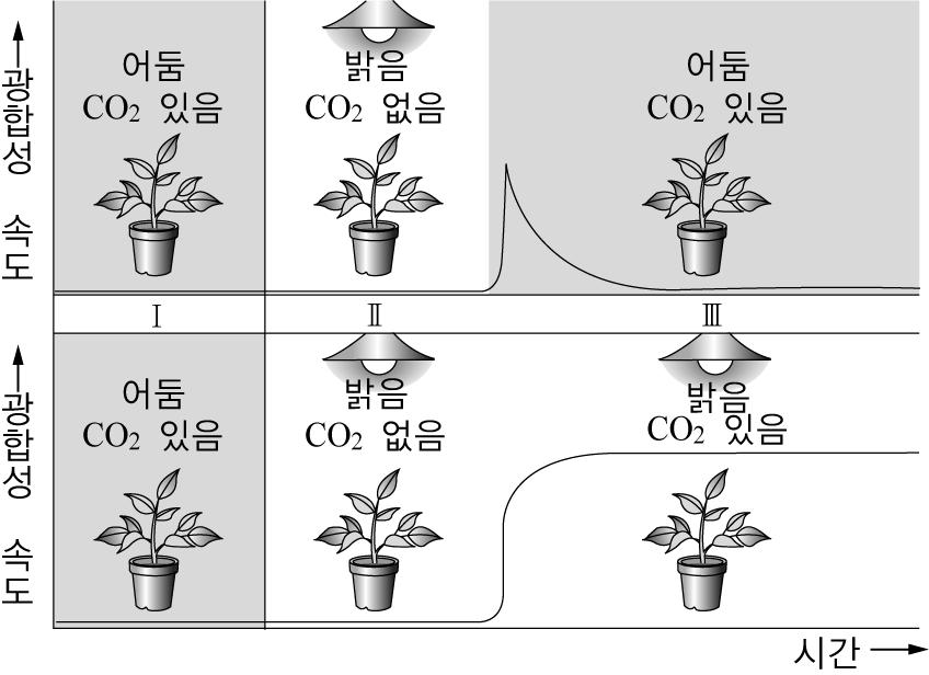 수험번호 : 5 광합성의명반응과암반응 에대한다음수업과정을 PEOE ( 예상 - 설명 1- 관찰 - 설명 2) 모형으로재정리할때 예상 설명 1 설명 2 단계에해당하는내용을각각쓰시오 ( 단 설명 2 는교사가정리단계에서말하는내용 (A) 을포함 단계내용 예상 하여쓰시오 ) [4 점 교사:( 명조건과암조건그림을보여주며 ) 지난시간에명