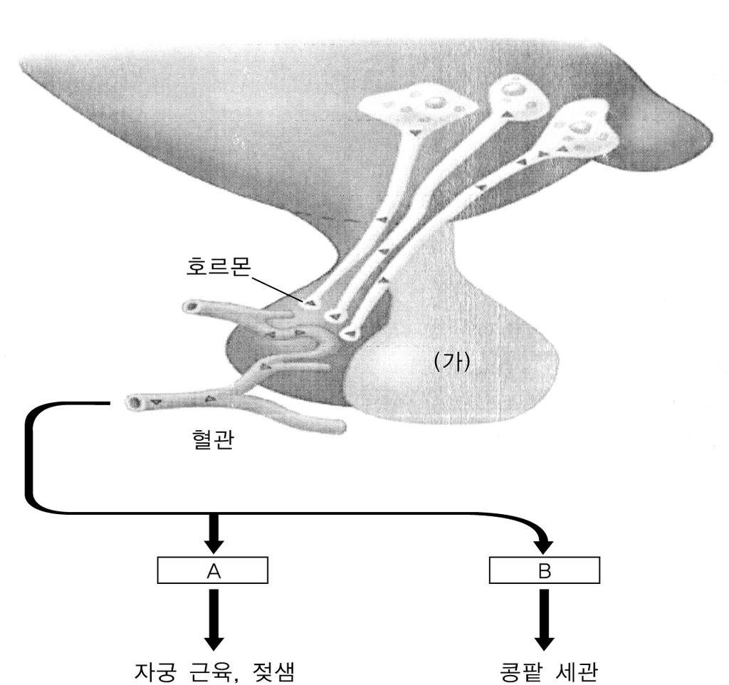 수험번호 : 11 그림은사람근육세포의에너지 13 다음은호르몬분비를조절하는시상하부와뇌하수체일 대사경로를요약한것이다 부를그림으로나타낸것이다 ( 가 ) 반응의물질 A 와 B 를쓰시오 또한구연산회로와전자전달계중 에서 ( 가 ) 반응과같은역할을하 는과정은어느것인지쓰고 그 이유를 2 줄이내로쓰시오 [4 점 A : B : 과정 : 12