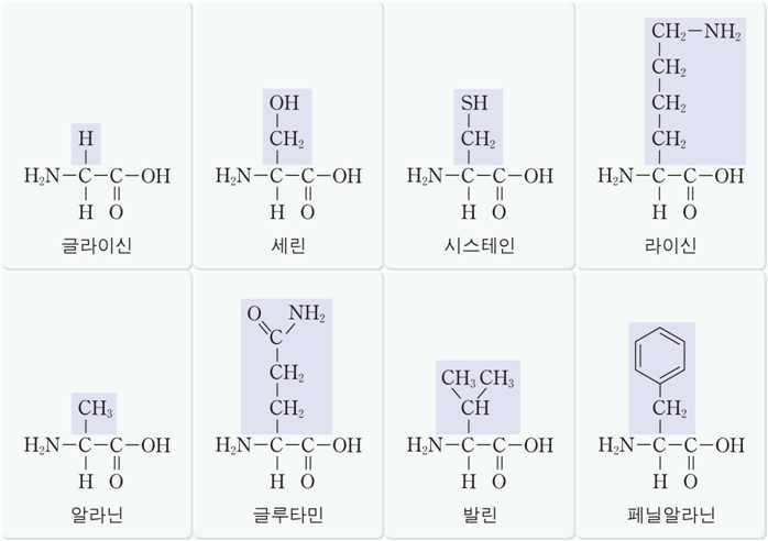 C hapter 04. 닮은꼴화학반응 생명현상에서의산과염기 1) 아미노산 1 중심탄소에염기성인 NH ( 아미노기 ) 와산성인 CO O H ( 카복시기 ) 를동시에갖 는양쪽성화합물로, 단백질의기본단위이다.