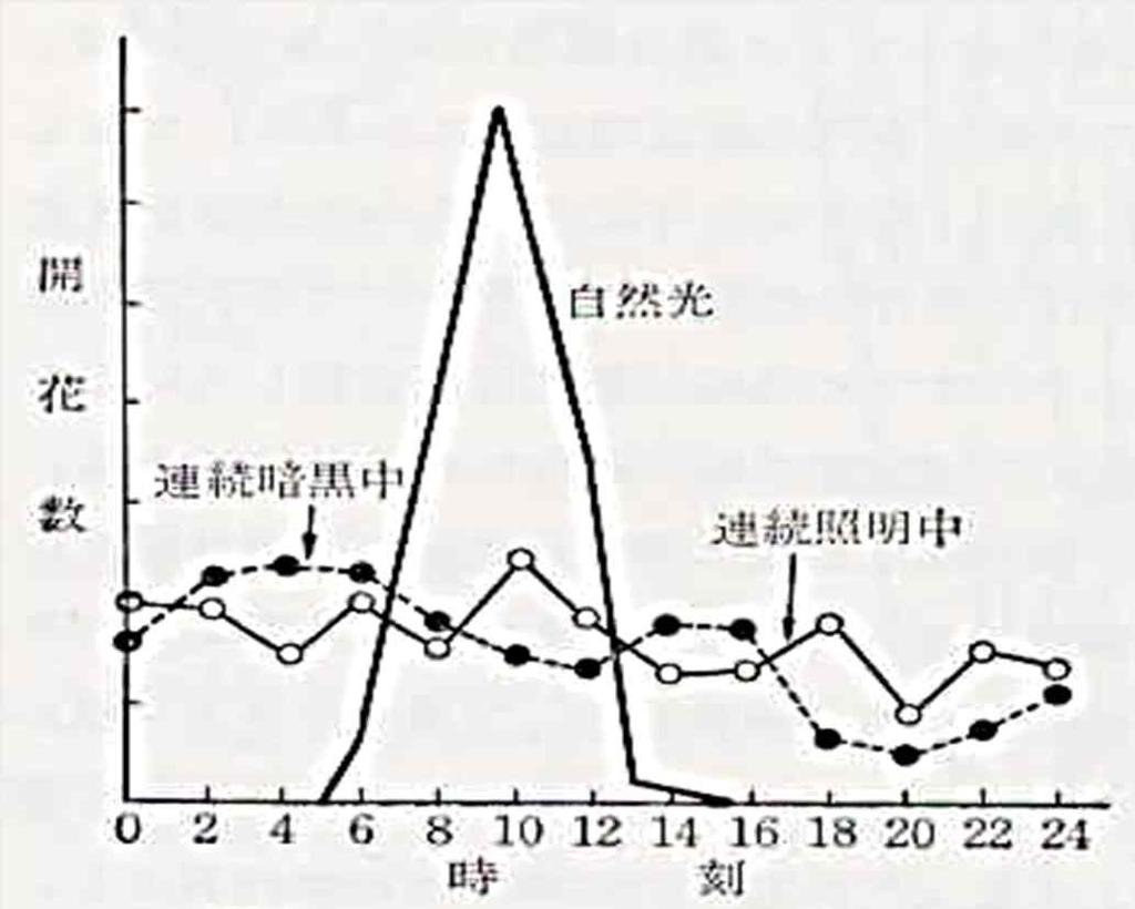3 광 - 개화의일주기성의원인 : 주 야교체 - 인위적주암야명 ( 晝暗夜明 ) 개화주기밤으로교체 - 연속조명 / 연속암흑 자연광 시간대에관계없이개화하나개화에주기성을나타내지않으며,