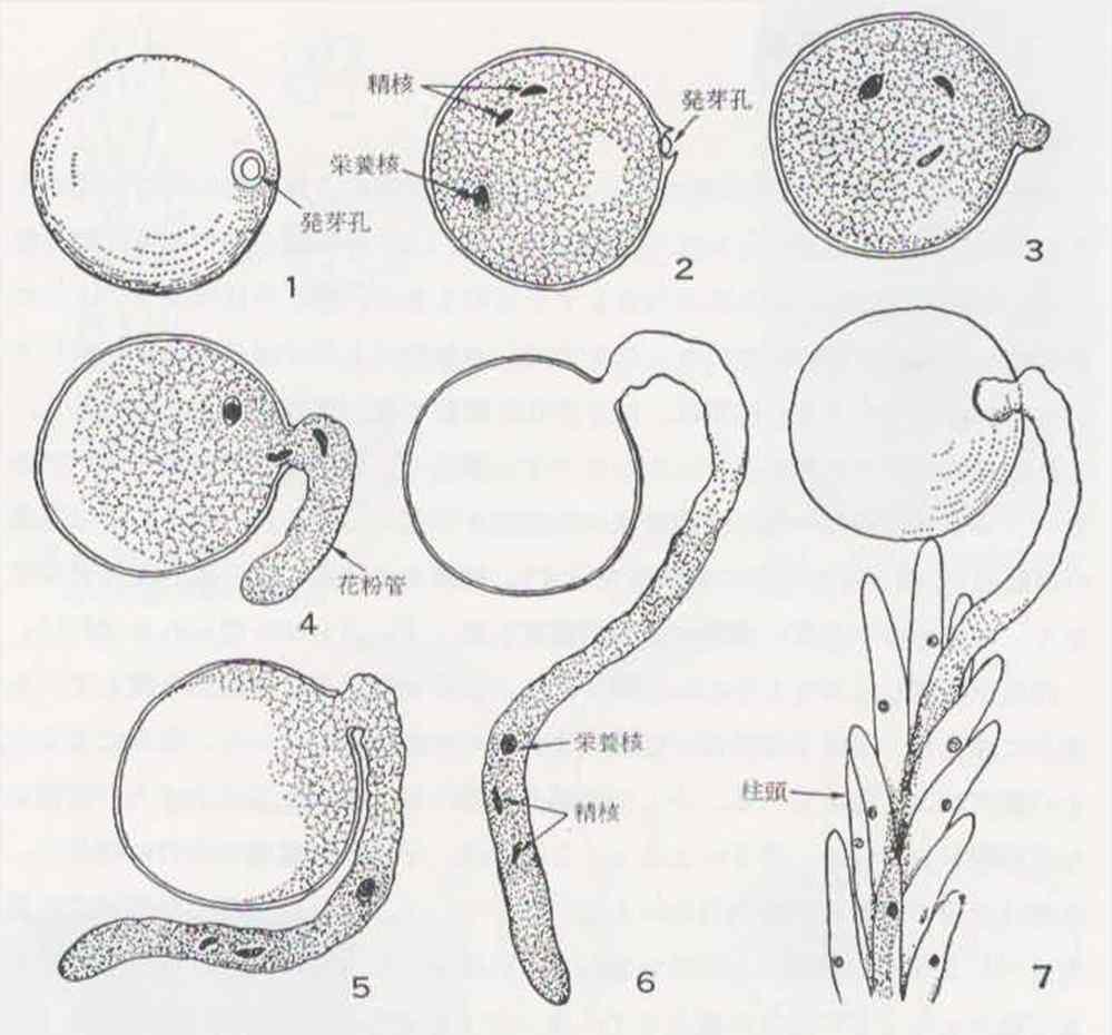 영양핵및내용물이선단부로이동하고주두세포다발을파고들듯이침입 (5~6) 라내용물이텅빈화분과화분관은시들어고사 < 화분의발아와화분관의주두내로의신장 > 정핵영양핵 발아공 화분관 영양핵 발아공