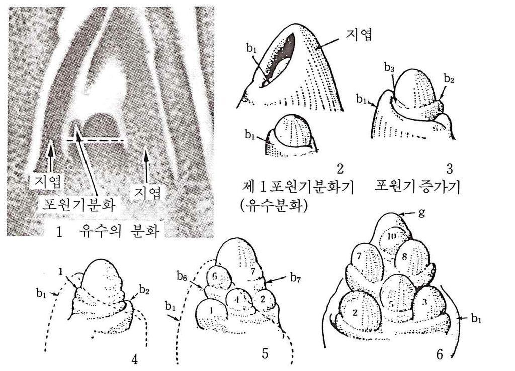 (3) 유수의분화 발달 1. 출수전 30-32 일 ( 유수분화시작 ) 2. 출수전 28 일 (1 차지경분화기 ) 1 3.