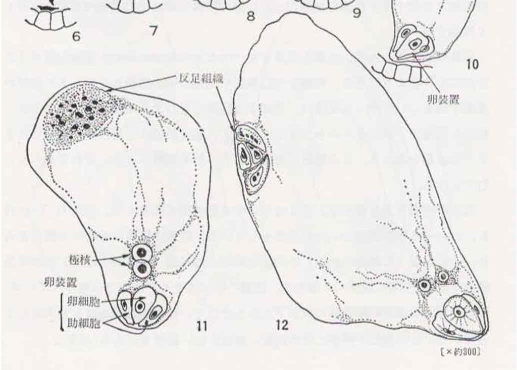 배낭8핵기 ( 제3핵분열 )) 10.