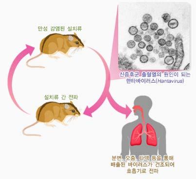 2 매개체 한탄바이러스는설치류에만성감염을일으키고, 감염된설치류의분변, 오줌, 타액등으로배출되어공기중에건조된바이러스가호흡기를통해전파되며, 드물게매개체를통해전파되는것으로추정 70) 국내에서는과거연구결과에따르면신증후군출혈열의약 70% 는한탄바이러스에의해유발되는데이는주로시골지역의등줄쥐 (Apodemus agrarius) 에의해매개되며, 이와달리서울바이러스는집쥐