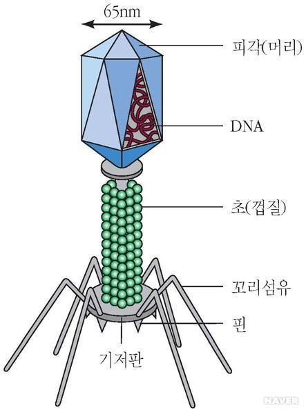 바이러스? ( 정 20 면체 ) - ( 발견 ) 1892 년러시아과학자 이바노프스키 - 담배모자이크병을일으키는물질이세균여과기 (0.