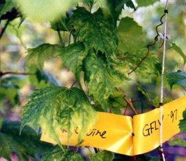 3) GFLV (Grapevine fanleaf virus) 국내미발생