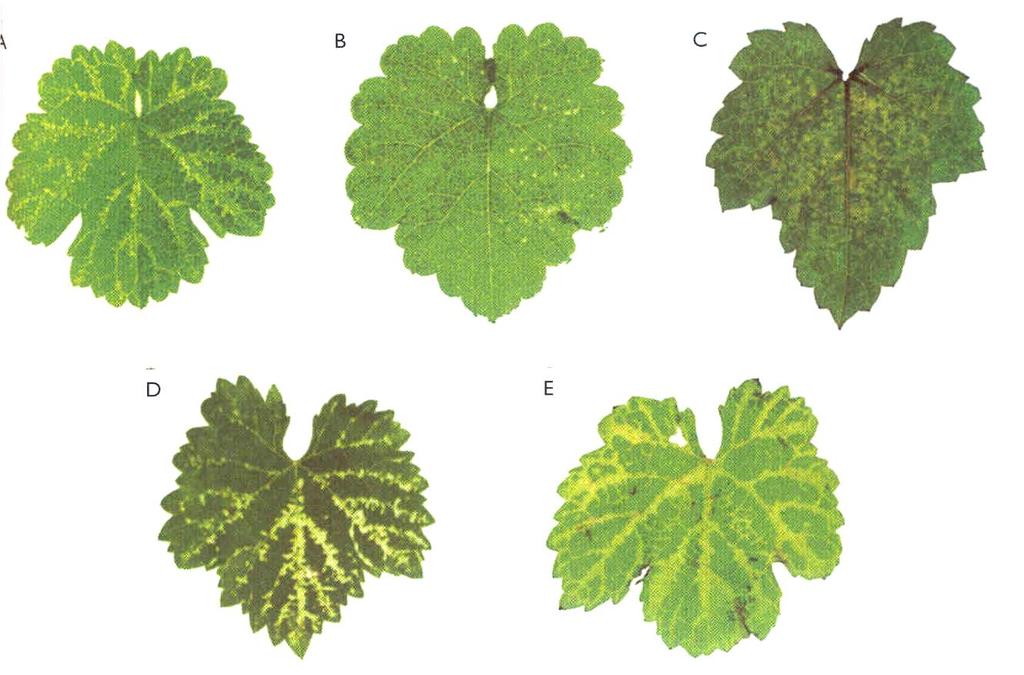 바이로이드병 1) Grapevine yellow speckle viroid