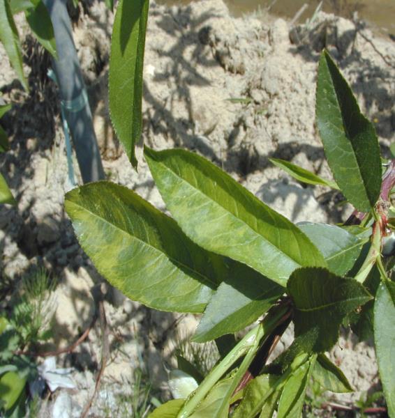 2) ACLSV (Apple chlorotic leafspot virus)