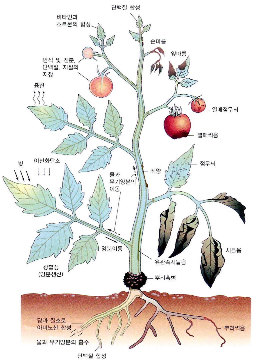 식물바이러스 ( 식물의기본기능 ( 왼쪽 )