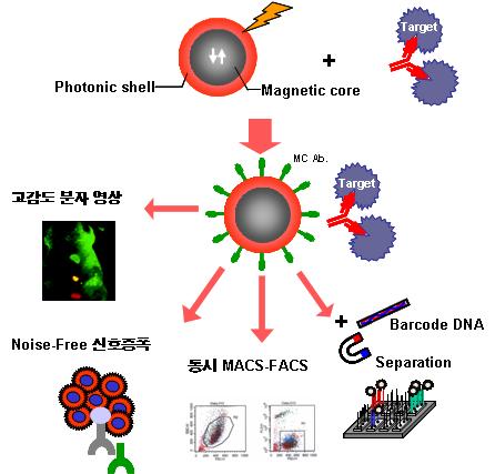 기획대상기술의특성 표면생체기능화가부여된수 ~ 수십 nm 급마그네틱 ( 예, Fe 3 O 4 )-포토닉( 예, CdSe) 융합나노바이오플랫폼의제조기술및물성확보 코어쉘나노결정에다양한바이오물질 (Anti-CD4 등 ) 을결합하고, 인터페이싱검증 MACS ( 자성세포분리 ) - FACS ( 형광세포분석 ) 동시분리분석, 무잡음 (noise-free)