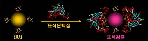 기획대상기술의특성 바이오스위치용근적외선형광여기단백질설계및발굴기획 바이오스위치개발 : 외부자극감응성나노소재와생체분자하이브리드및결합감응성나노소재와바이오리셉터하이브리드제작기술기획 바이오스위치를활용한차세대바이오이미징 / 바이오센서원천기술기획 제안하는융합기술의중요성 바이오이미징및바이오센서에활용할수있는생체나노소재는시장파급효과가매우크고,