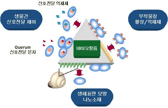 금속, 다공성유 / 무기재료방오, 감염방지의료 / 보건 / 생활용품기술에의응용가능성모색 기획대상기술의특성 미생물부착제어기능을가진환경인식용표면재료개발, 바이오필름형성을유도하는생물간신호전달분자의제어기술, 부착물질의활성 / 억제기능형나노소재개발 환경가전제품, 치의료용기기및소재, 분리막, 생물연료전지개발에활용됨 제안하는융합기술의중요성