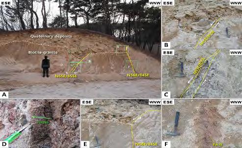 다. 제4기붕적층은불국사화강암을부정합으로피복하고있으며부정합면은단층에의해절단된다. 단층은 2조가관찰되는데, 노두중앙부에 N65 E/85 SE 의자세를가지는단층과노두서편에 N56 E/84 SE 자세의단층이관찰된다. 노두중앙부의단층은부정합면을절단하고있으나제4 기붕적층은절단하지못한다. o 그림및사진 : 그림 2.20.