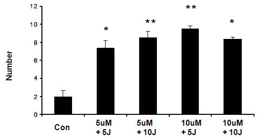 organotypic raft culture of YD-10B oral cancer cells.